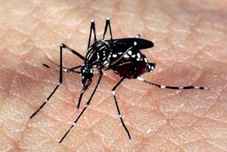 De acordo com a Opas, o mosquito Aedes aegypti está presente na maioria dos países do continente americano (Foto: Arquivo/Agência Brasil)