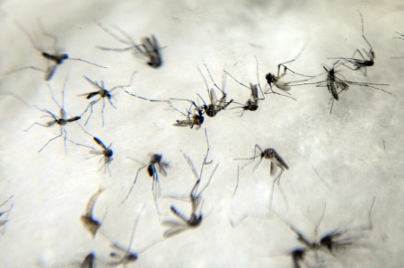  O vírus da Zika é transmitido pelo mosquito Aedes aegypti (Foto: Agência Brasil)