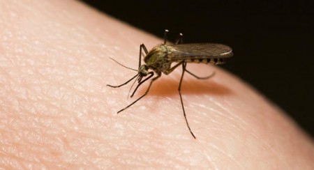 Até então, a única via de transmissão do vírus, confirmada por autoridades sanitárias, é pela picada do mosquito Aedes aegypit