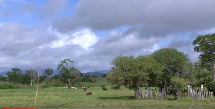 No Sudoeste da Bahia Geddel tem 12 fazendas de gados, avaliadas em R$ 67 milhões. (Foto: Reprodução/Imagem Fantástico/TV Globo)