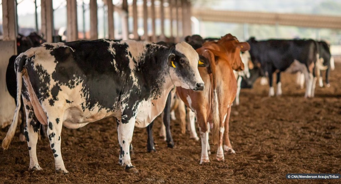 Exportações de carne bovina para a China são suspensas após caso de vaca louca