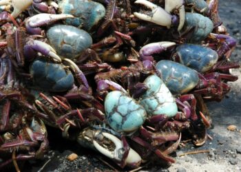Inema intensifica ações no defeso do caranguejo-uçá e solta mais de 5,7 mil animais
