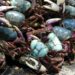 Inema intensifica ações no defeso do caranguejo-uçá e solta mais de 5,7 mil animais