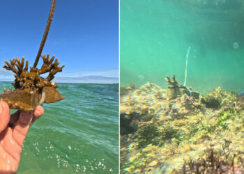 Projeto Mares retoma ações de restauração coralínea e Educação Ambiental na Ilha de Itaparica
