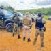 Operação policial no Norte da Bahia erradica 125 mil pés de maconha em Macureré
