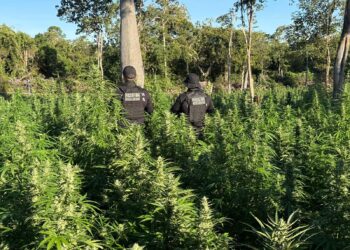 Polícia localiza roça com 50 mil pés de maconha no Oeste da Bahia