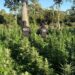 Polícia localiza roça com 50 mil pés de maconha no Oeste da Bahia