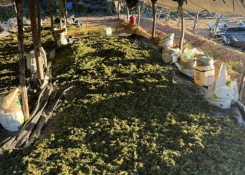 Forças Estaduais e Federais da Segurança incineram 140 mil pés de maconha nas cidades de Ibotirama e Abaré