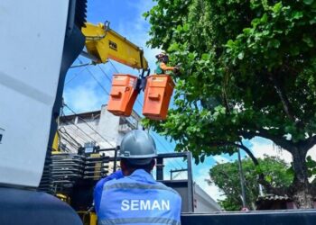 Poda preventiva contribui para reduzir acidentes e conservar arborização urbana