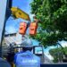 Poda preventiva contribui para reduzir acidentes e conservar arborização urbana