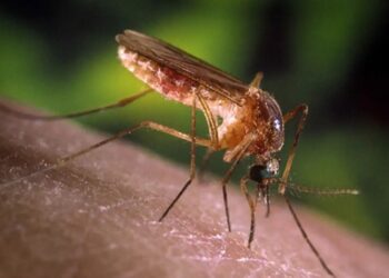 mosquito