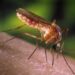 mosquito