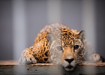 animais
