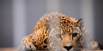 animais