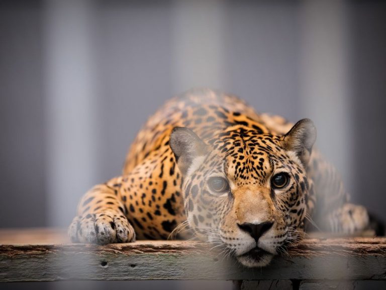 animais