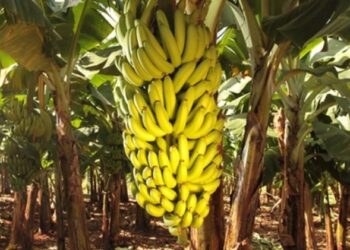 banana