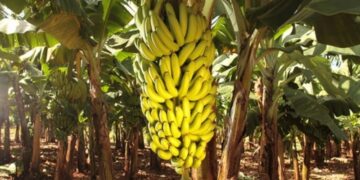 banana