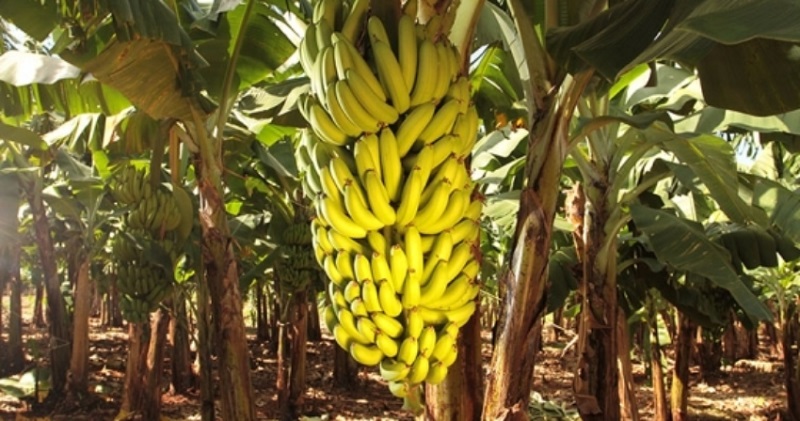 banana