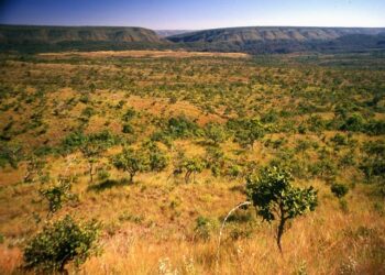 cerrado