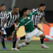 palmeiras