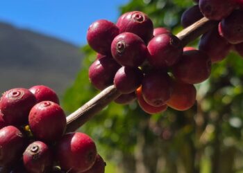 FOTO CAFÉ PIATÃ