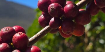 FOTO CAFÉ PIATÃ
