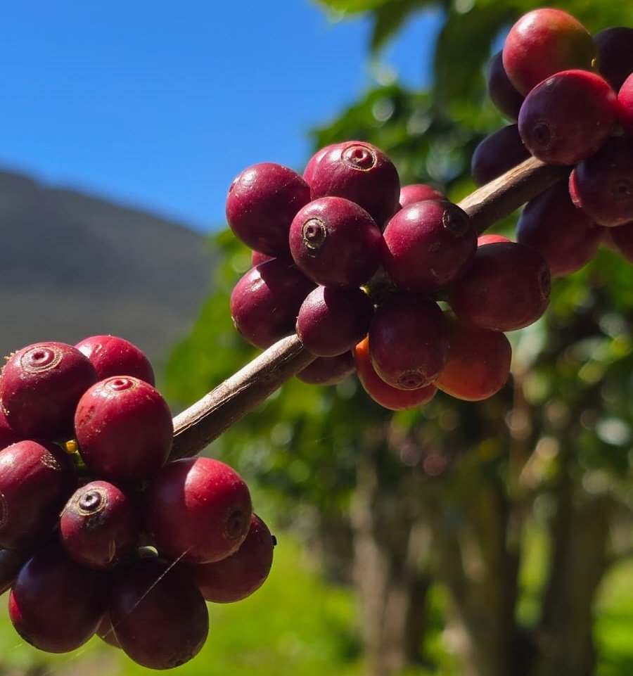 FOTO CAFÉ PIATÃ