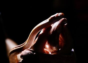 Zoo Noturno (27)
