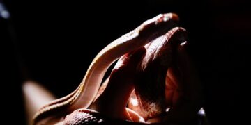 Zoo Noturno (27)